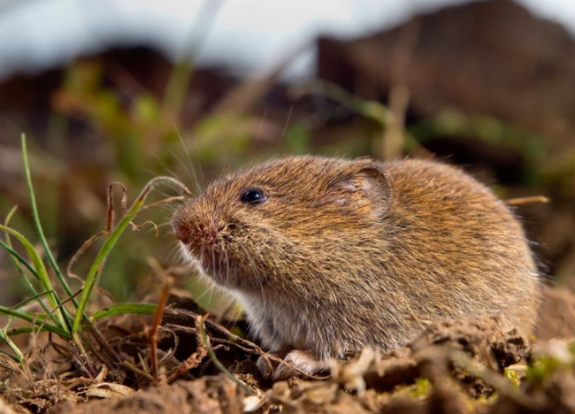 Rodent Control