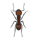 Ants