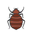 Bed Bugs