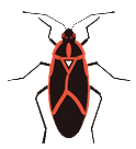 Box Elder Bugs