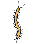 Centipedes