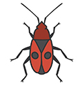 Firebugs