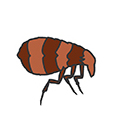 Fleas