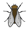 Flies