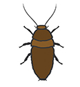 Hissing Cockroaches