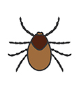 Mites