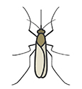 Mosquitos