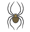 Spiders