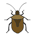 Stink Bugs
