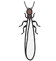 Termite Alates