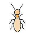 Termites