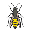 Wasps