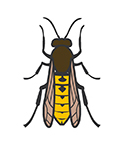 Yellowjackets