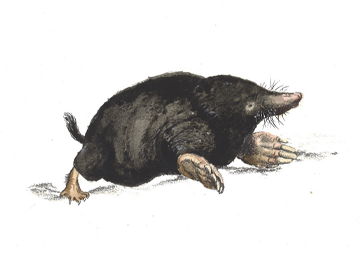 Moles