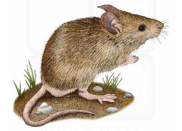 Mice