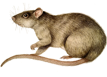 Rats