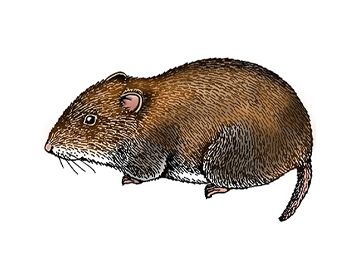 Voles